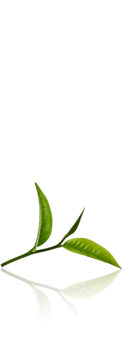 玉兔的原料是“宇治玉露”